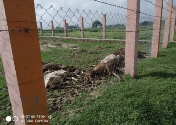 कौशाम्बी। आखिर किसकी लापरवाही से आज फिर हुई पॉच गौवंशो की मौत, दो सप्ताह के अन्दर लगातार 08 गौवंशों की हुई मौत