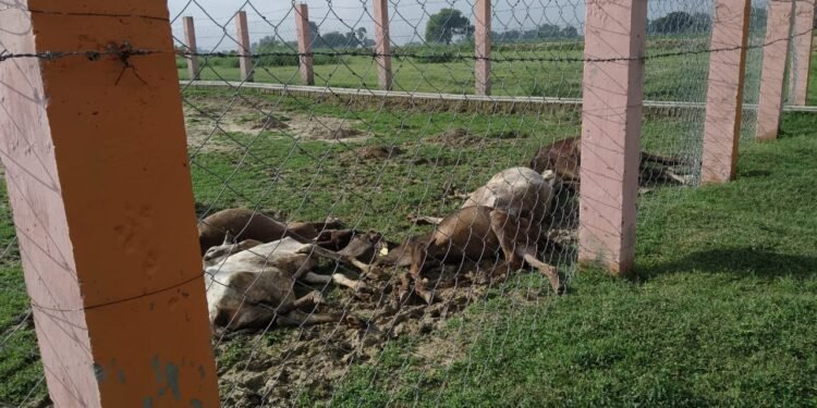 कौशाम्बी। आखिर किसकी लापरवाही से आज फिर हुई पॉच गौवंशो की मौत, दो सप्ताह के अन्दर लगातार 08 गौवंशों की हुई मौत