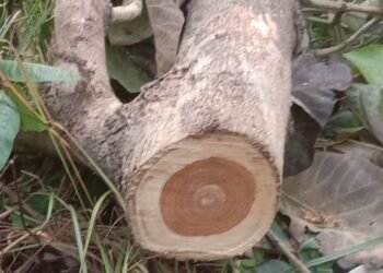 खुटार के जंगलो मे हो रहा पेडो का अवैध कटान 