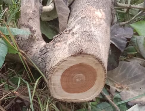 खुटार के जंगलो मे हो रहा पेडो का अवैध कटान 