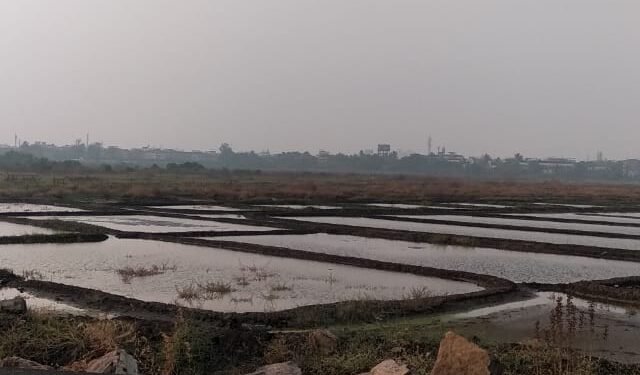 मुंबई पालघर नए गांव में ये दो दिन के बारिश से हुआ किसानों को नमक की खेती में भारी नुकसान