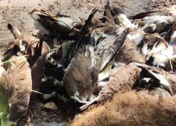 बर्ड फ्लू बीमारी से बचाव हेतु जिलास्तरीय टास्क फोर्स की बैठक सम्पन्न