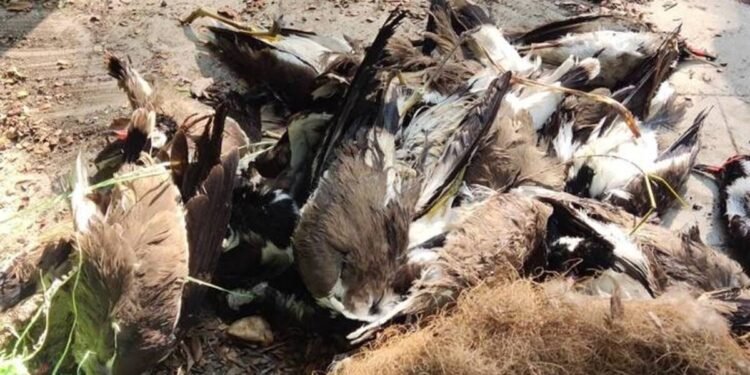 बर्ड फ्लू बीमारी से बचाव हेतु जिलास्तरीय टास्क फोर्स की बैठक सम्पन्न