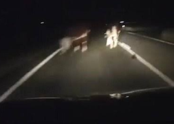 एक गाय नन्दी को टक्कर मारी घायल.