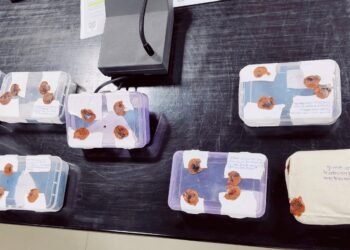 गांजा के साथ दो अभियुक्त गिरफ्तार