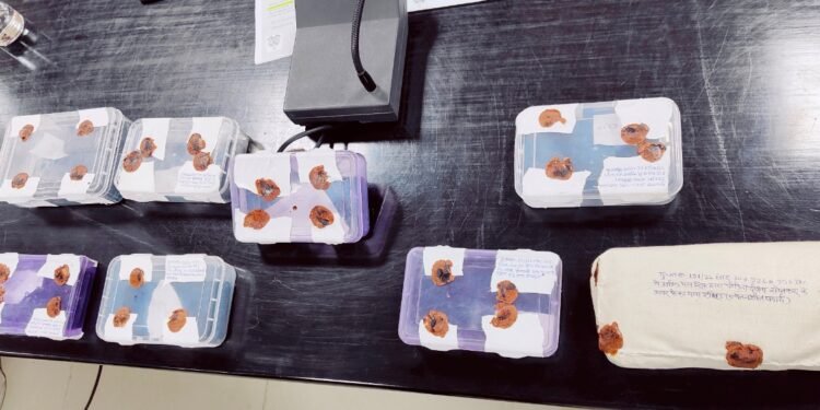 गांजा के साथ दो अभियुक्त गिरफ्तार