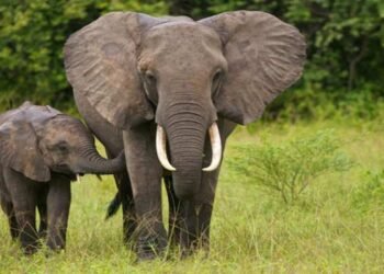 Save The Elephants: चीतों के बाद अब हाथियों को बचाने में एक्टिव हुई सरकार, इस मंत्रालय ने लिया ये बड़ा फैसला