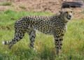 Project Cheetah: कूनो नेशनल पार्क में ऐसे ढल रहे चीते