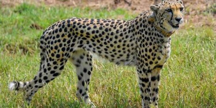 Project Cheetah: कूनो नेशनल पार्क में ऐसे ढल रहे चीते