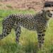 Project Cheetah: कूनो नेशनल पार्क में ऐसे ढल रहे चीते