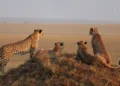 Tiger Reserve: 72749 वर्ग किमी जमीन बाघ के नाम, खर्च हो रहे 34000 लाख रुपये, सीमा पार भी मिलती है सुरक्षा