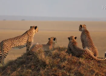 Tiger Reserve: 72749 वर्ग किमी जमीन बाघ के नाम, खर्च हो रहे 34000 लाख रुपये, सीमा पार भी मिलती है सुरक्षा