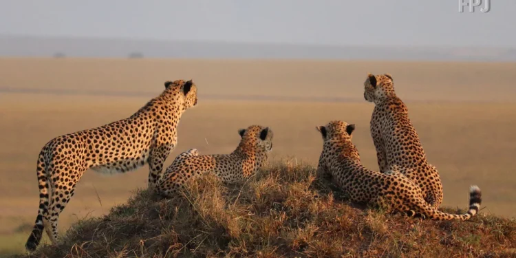 Tiger Reserve: 72749 वर्ग किमी जमीन बाघ के नाम, खर्च हो रहे 34000 लाख रुपये, सीमा पार भी मिलती है सुरक्षा