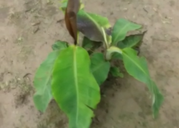 अज्ञात व्यक्तियों ने ग्लेशियर की दवा मार कर वा केले के पौधों को काटकर किया नष्ट।