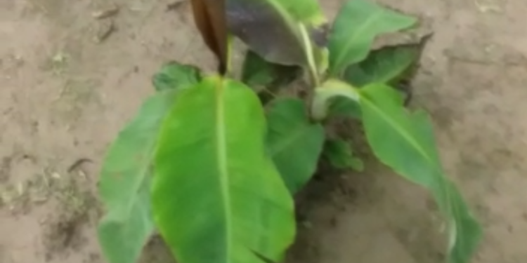 अज्ञात व्यक्तियों ने ग्लेशियर की दवा मार कर वा केले के पौधों को काटकर किया नष्ट।