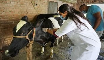 लंपी बीमारी पर एक्शन मोड में सरकार, गायों की मौत पर कलेक्टर्स को देना पड़ेगा जवाब