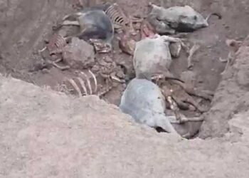 कोई शब्द नहीं मिल रहा लिखने के लिए। क्योंकि एक ही गौशाला की बात नहीं है।