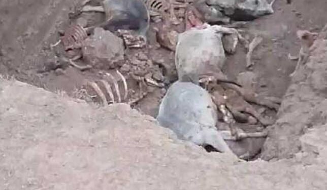 कोई शब्द नहीं मिल रहा लिखने के लिए। क्योंकि एक ही गौशाला की बात नहीं है।