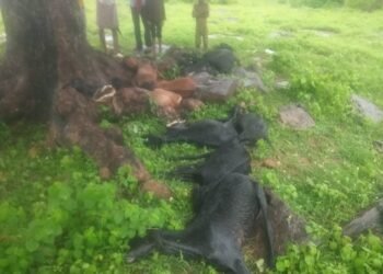 मरवारिया पहाड़ में बकरी चरा रहे चरवाहे के बगल में गिरी आकाशीय बिजली 15 बकरिया मरी चरवाहा भी हुआ जख्मी