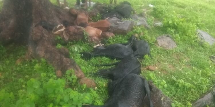 मरवारिया पहाड़ में बकरी चरा रहे चरवाहे के बगल में गिरी आकाशीय बिजली 15 बकरिया मरी चरवाहा भी हुआ जख्मी