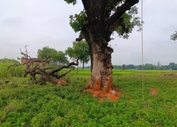 माफियाओं ने फिर काट दिया दो हरे विशाल पेड़