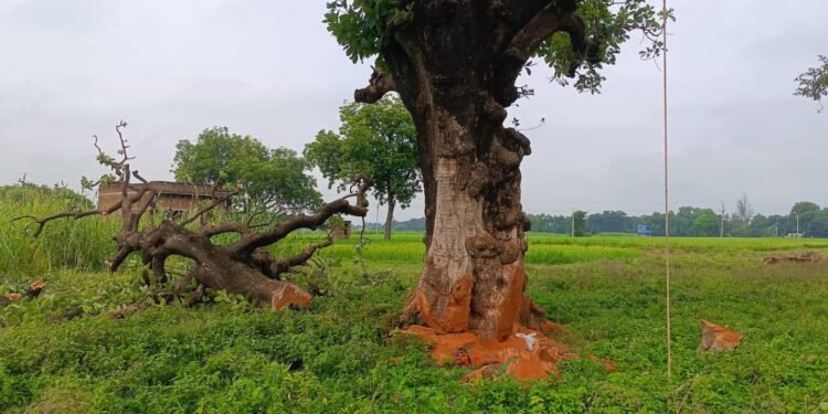 माफियाओं ने फिर काट दिया दो हरे विशाल पेड़