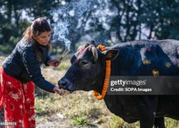 चुनाव से पहले शिंदे सरकार का बड़ा फैसला, गाय को दिया ये दर्जा…क्या है फैसले के पीछे की वजह?