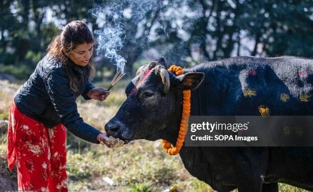 चुनाव से पहले शिंदे सरकार का बड़ा फैसला, गाय को दिया ये दर्जा…क्या है फैसले के पीछे की वजह?