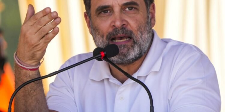 जंगल के शेर अक्सर भिड़ जाते हैं… सोनीपत में कांग्रेस नेताओं के टकराव पर राहुल गांधी का बड़ा बयान