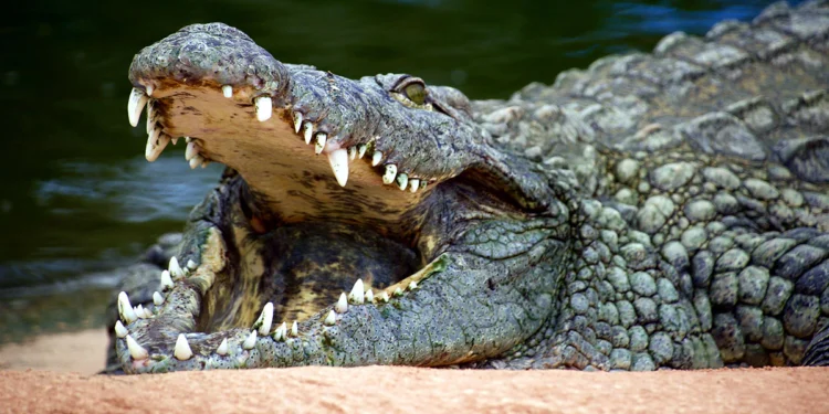 छापेमारी करने पहुंची आयकर विभाग की टीम के उड़े होश, घर में मिले मगरमच्छ, सागर जिले का मामला