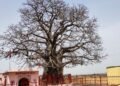 गंगा तेरा पानी अमृत…800 सालों से जिंदा है कल्पवृक्ष उर्फ बूढ़ा बाबा, बरसों से आस्था का प्रतीक