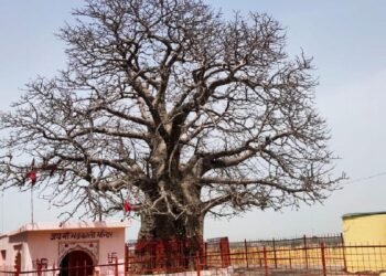 गंगा तेरा पानी अमृत…800 सालों से जिंदा है कल्पवृक्ष उर्फ बूढ़ा बाबा, बरसों से आस्था का प्रतीक