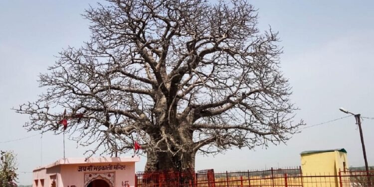 गंगा तेरा पानी अमृत…800 सालों से जिंदा है कल्पवृक्ष उर्फ बूढ़ा बाबा, बरसों से आस्था का प्रतीक