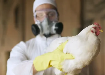 अमेरिका में बर्ड फ्लू के नए मामले ने बढ़ाई चिंता, अब गायों में पाया गया नया स्ट्रेन