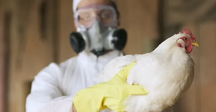 अमेरिका में बर्ड फ्लू के नए मामले ने बढ़ाई चिंता, अब गायों में पाया गया नया स्ट्रेन